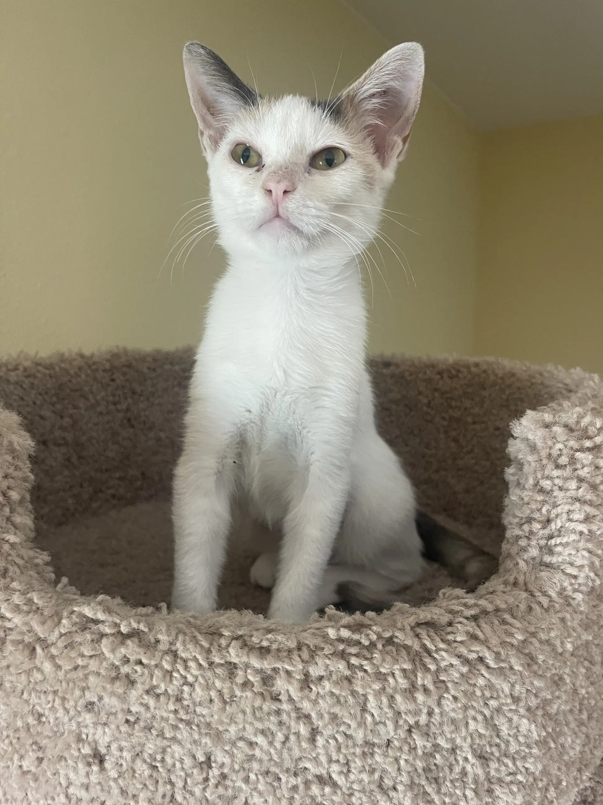 Pixie - Dilute Calico