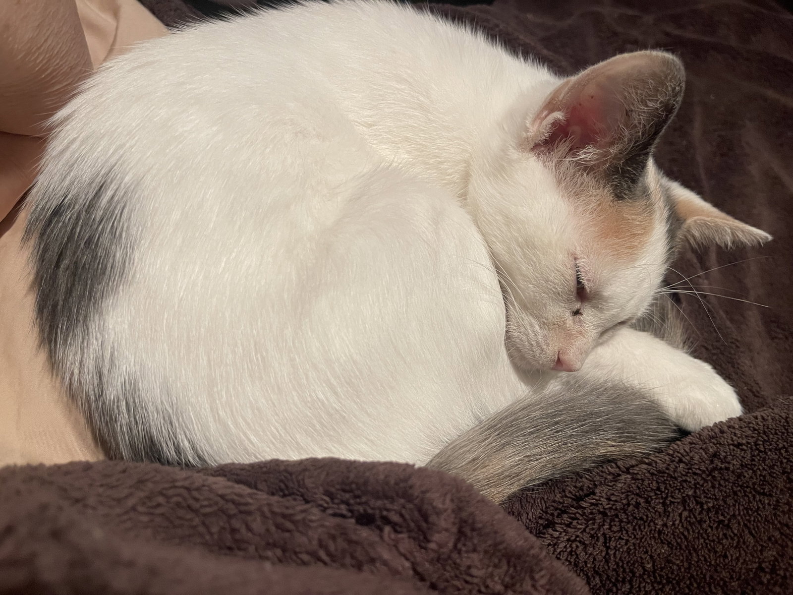Pixie, photo 3