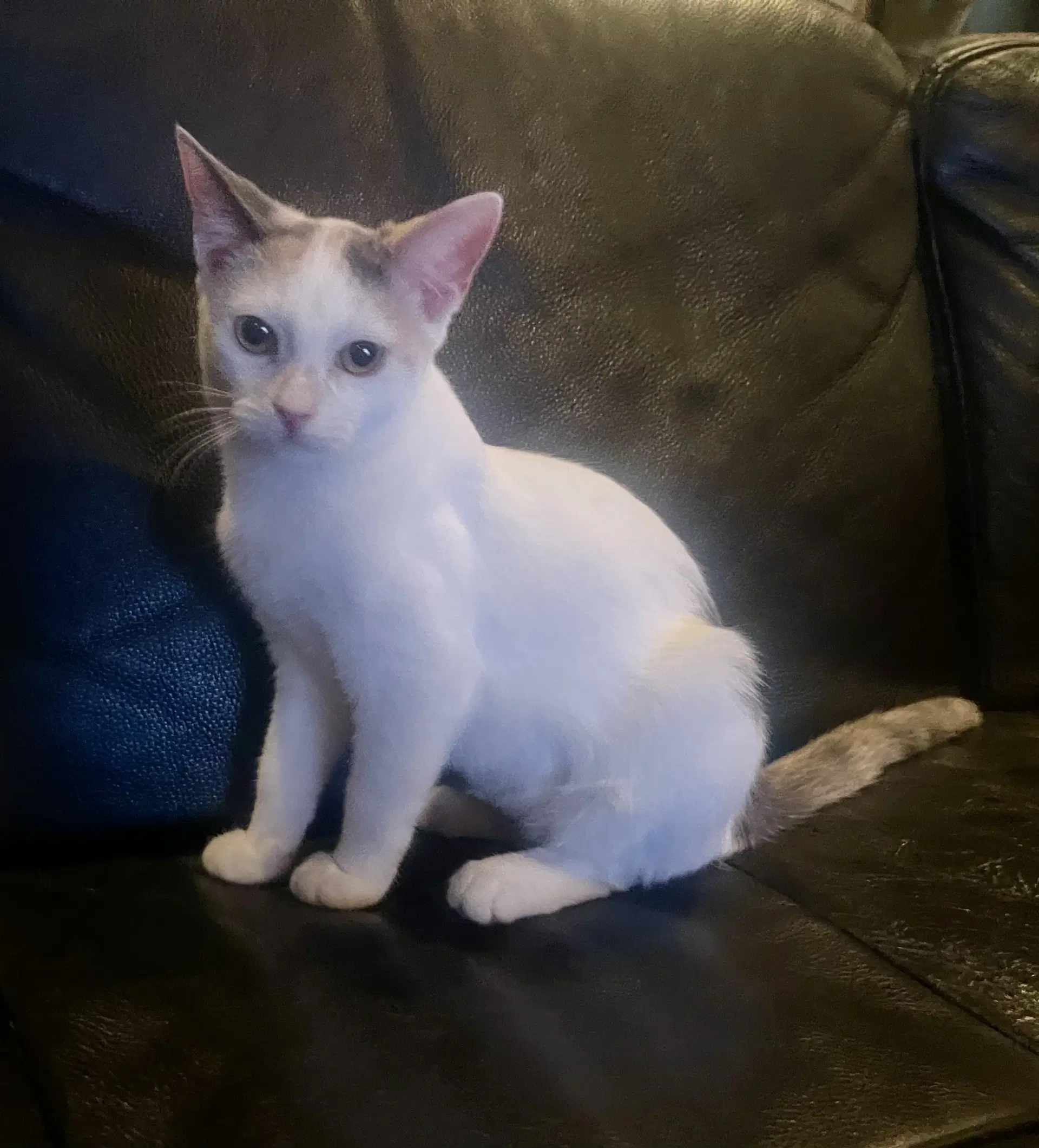 Pixie - Dilute Calico