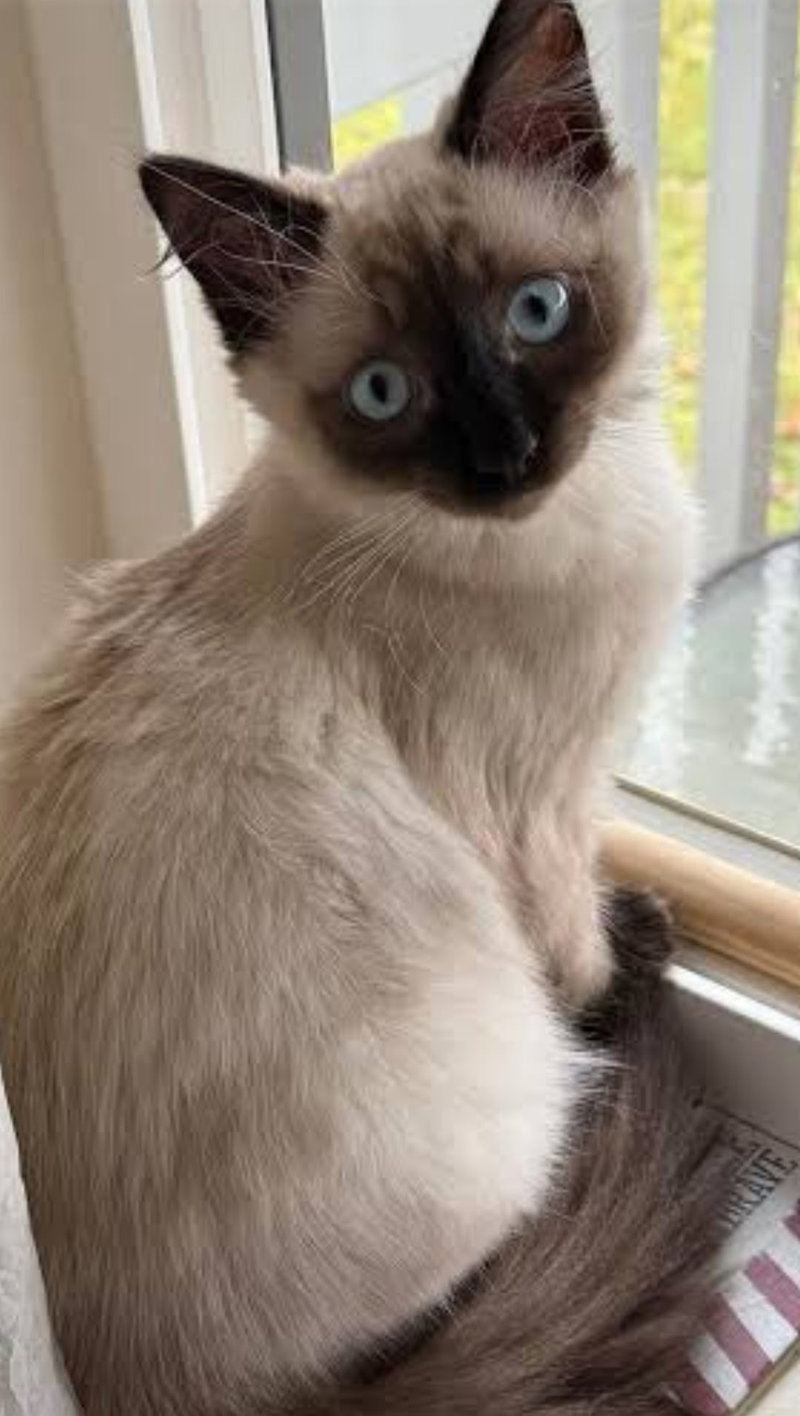 Willow, a young female Siamese cat up for adoption