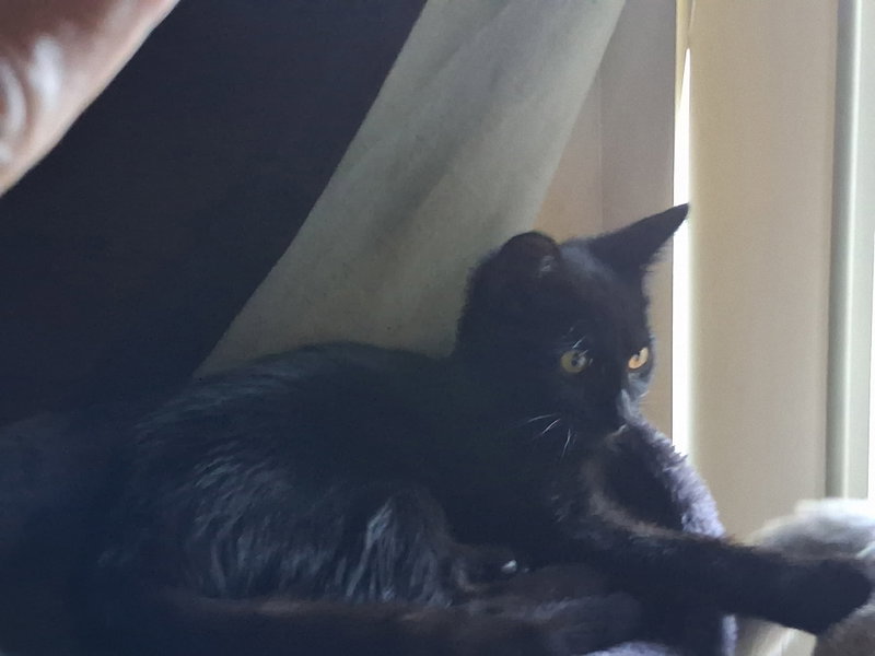 Wednesday, a young female cat up for adoption