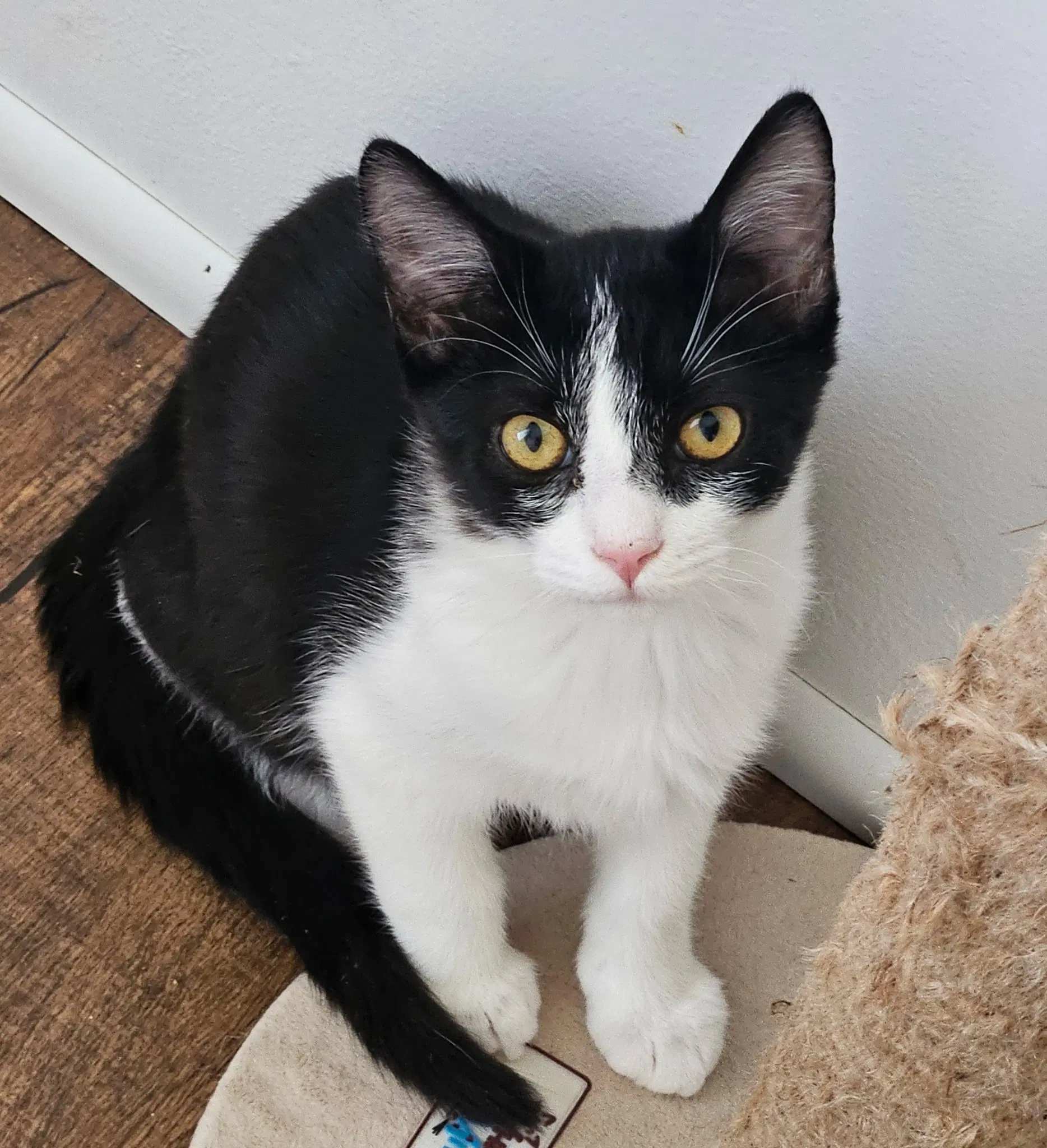 Manny - Domestic Short Hair