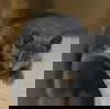 Kiri