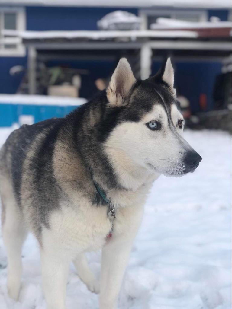 Dog For Adoption - Millie, A Siberian Husky In Skagit County, WA ...