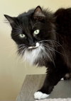 Mr. Tonks