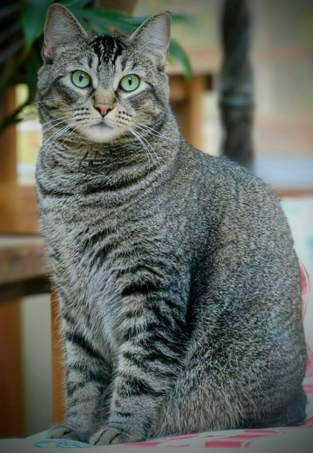 Captain Chonk