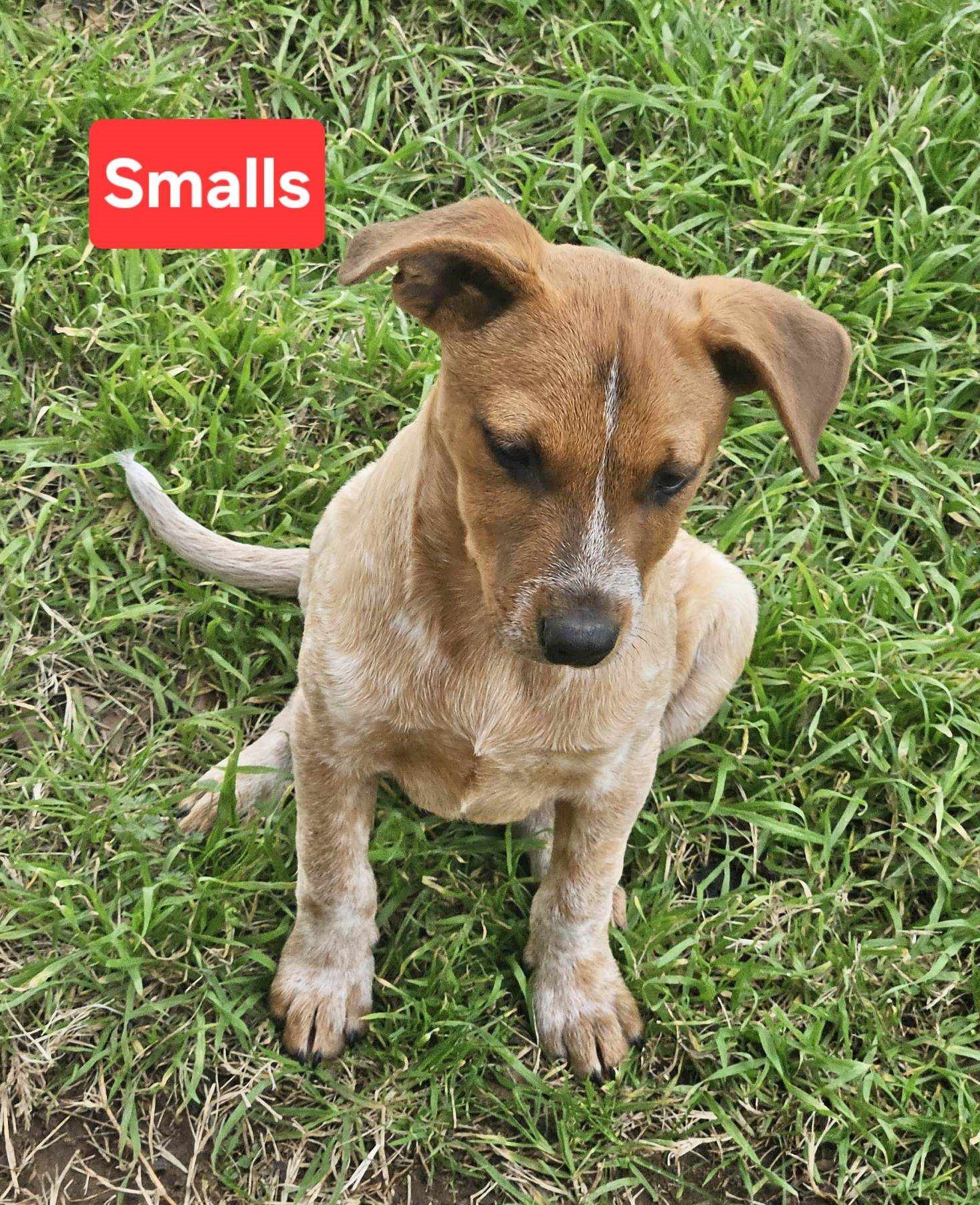 adoptable Dog in Bow, WA named Smalls
