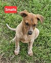 adoptable Dog in  named Smalls