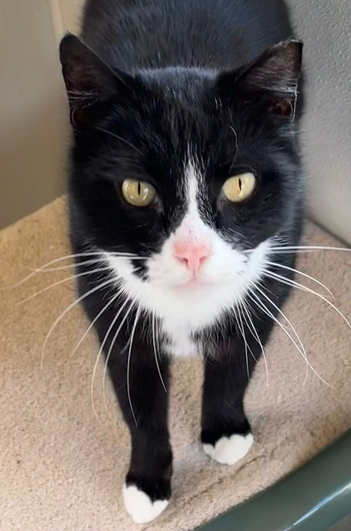adoptable Cat in Bow, WA named Howie