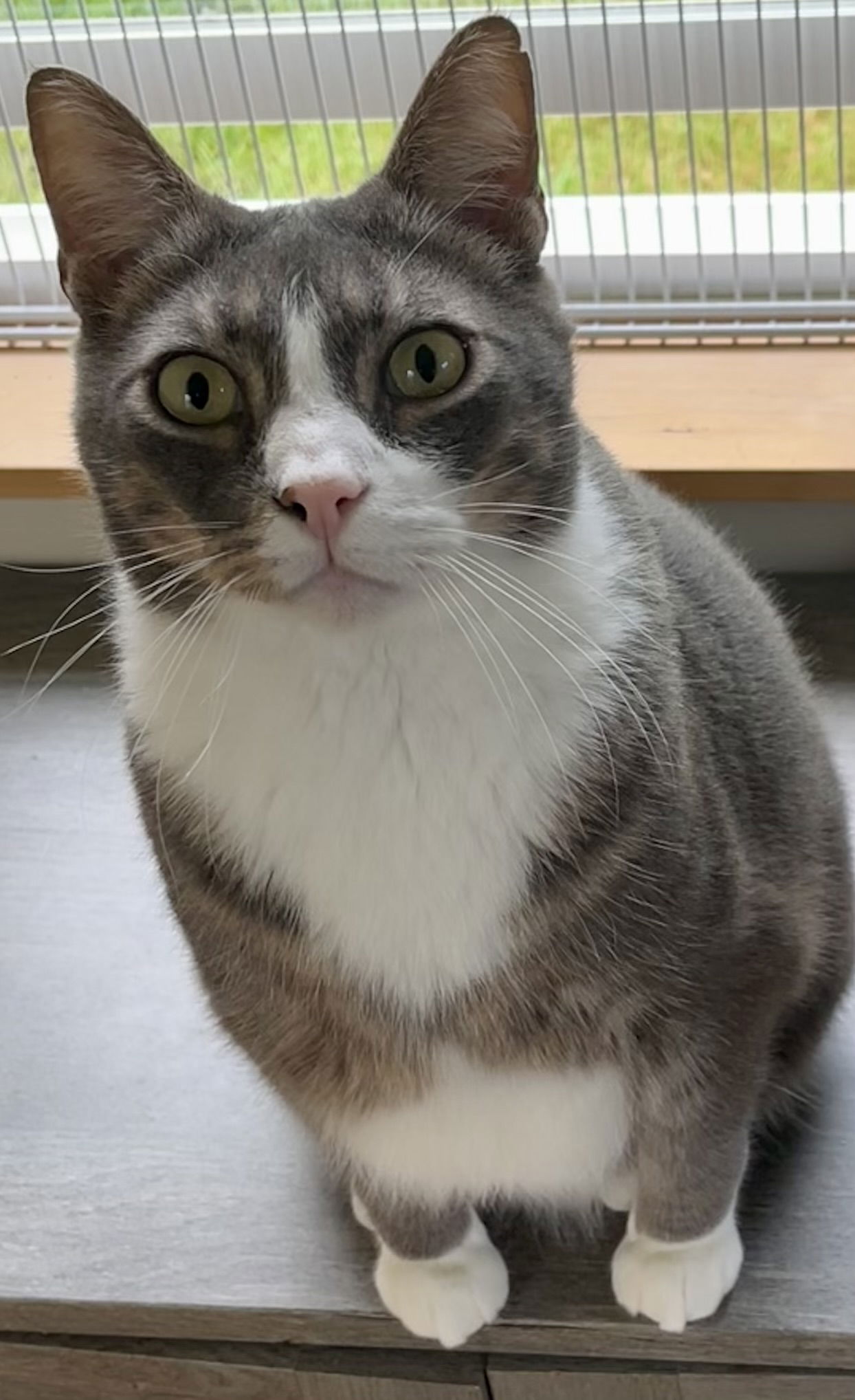 adoptable Cat in Bow, WA named Wubba