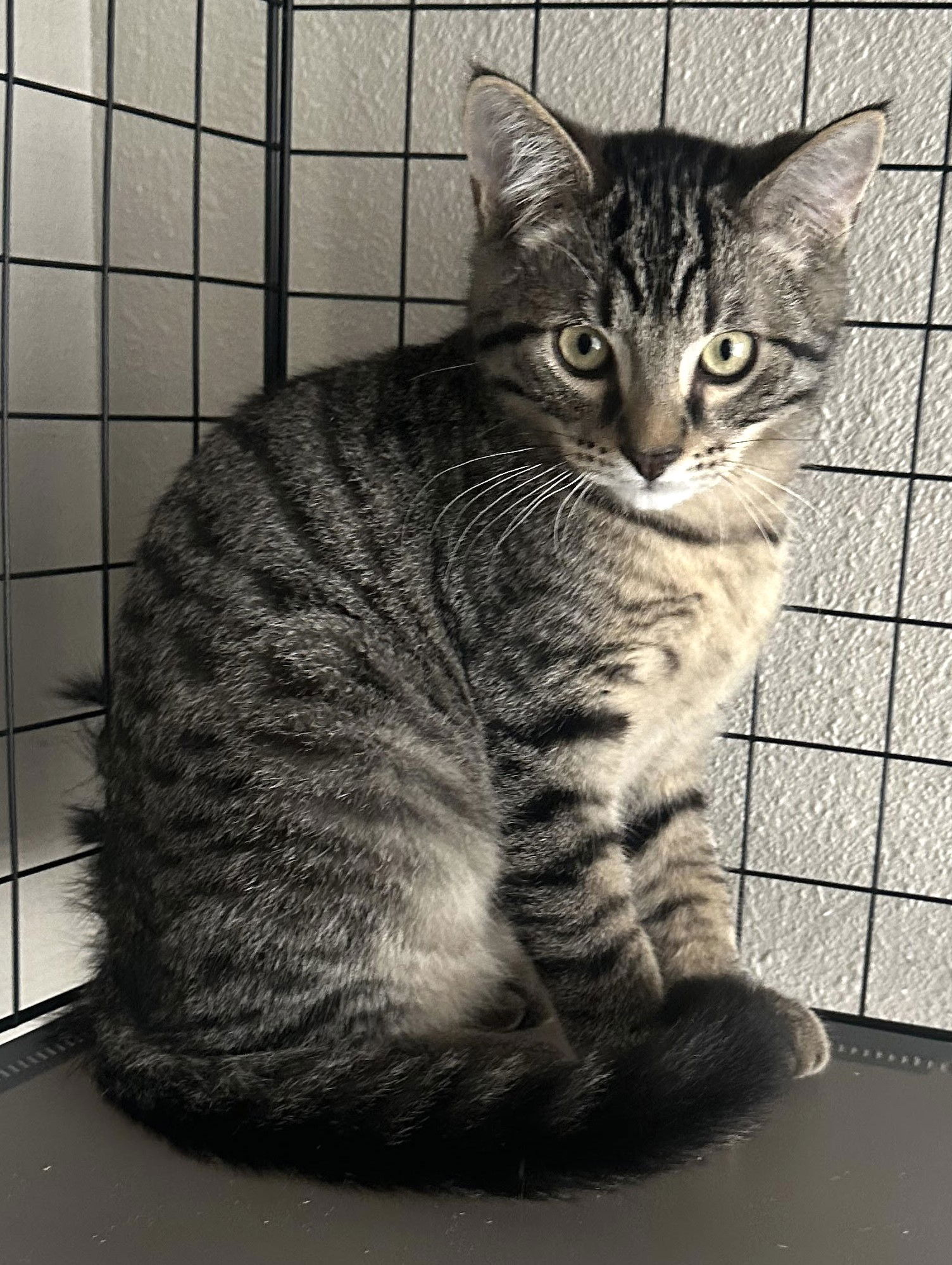 adoptable Cat in Bow, WA named Biscuit