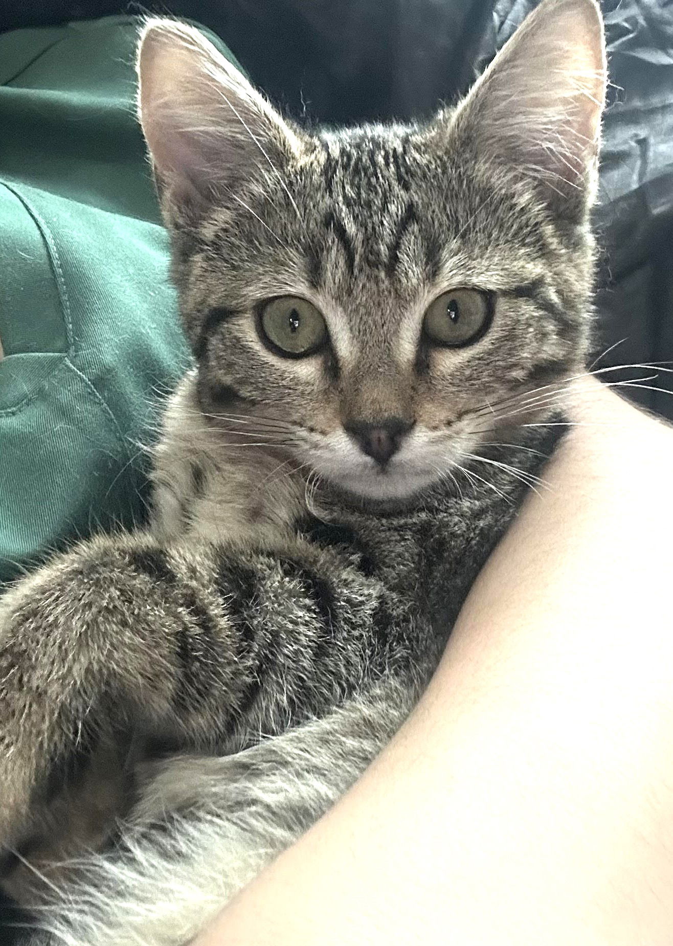 adoptable Cat in Bow, WA named Sugar