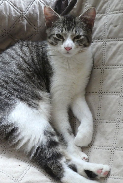 picture of the cat needing adoption