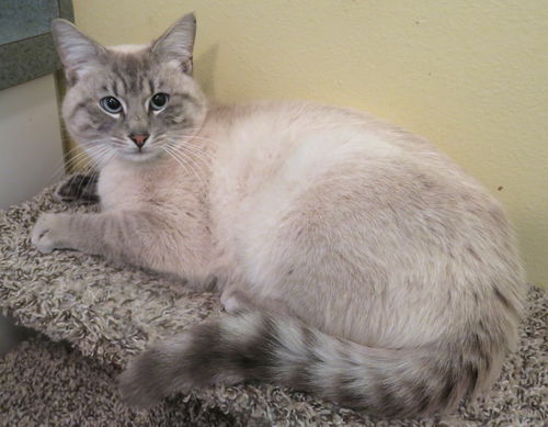 picture of the cat needing adoption