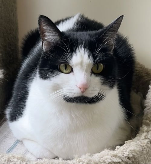 picture of the cat needing adoption