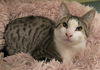Sweet Pea