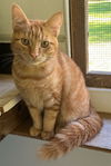 adoptable Cat in  named Murphy