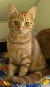 adoptable Cat in  named Rory
