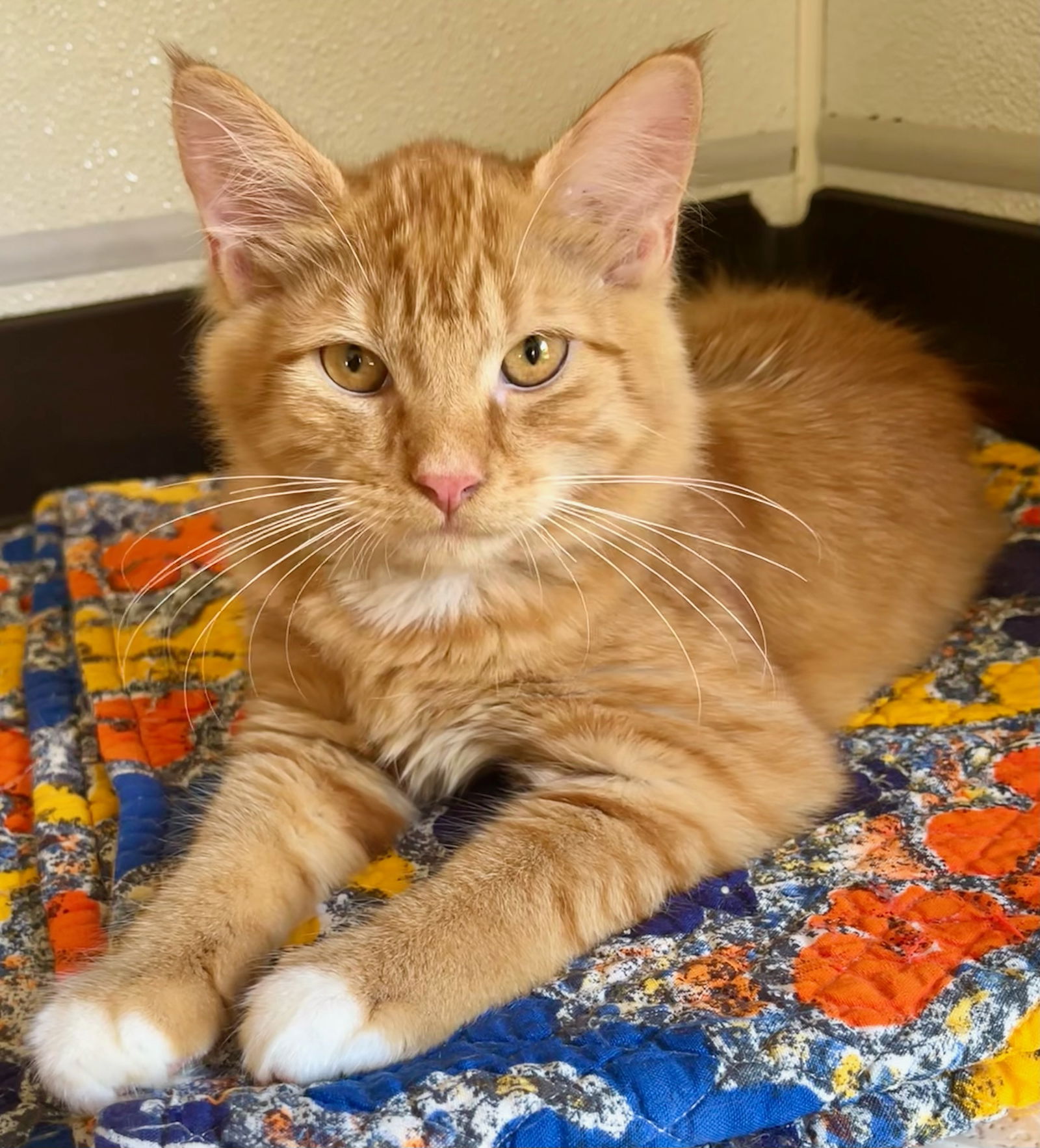 adoptable Cat in Bow, WA named Leo