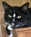 Tux