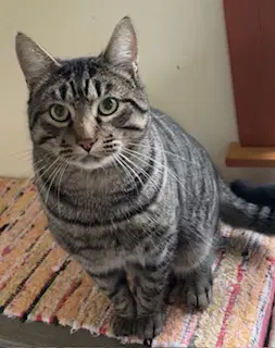 Bobcat Jones - Tabby