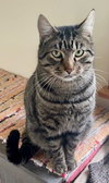 Bobcat Jones