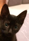 Mocha Joe