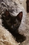Mocha Joe