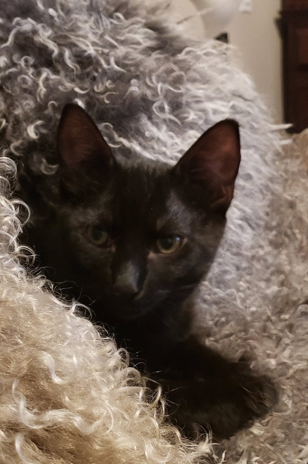 Mocha Joe