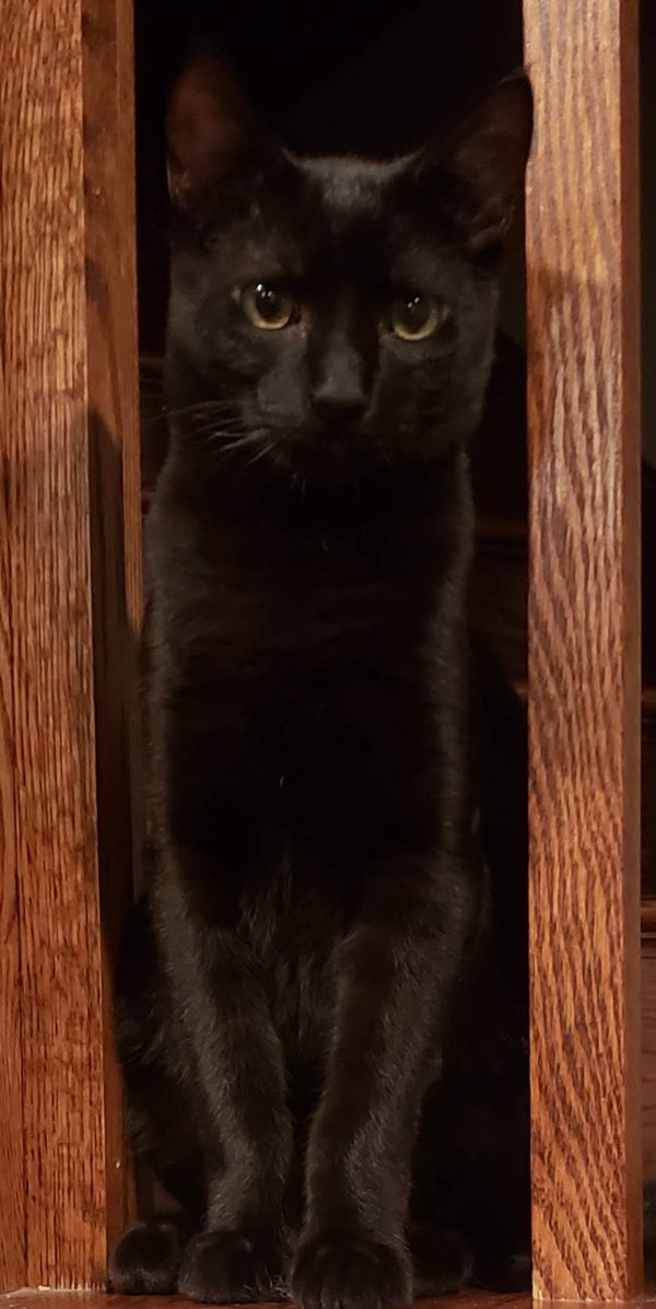 Mocha Joe