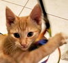Ginger Snap