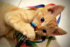 Ginger Snap