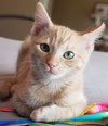 Ginger Snap