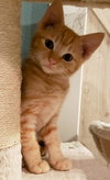Ginger Snap