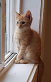 Ginger Snap