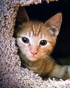 Nutmeg