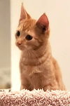 Nutmeg