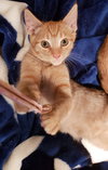Nutmeg