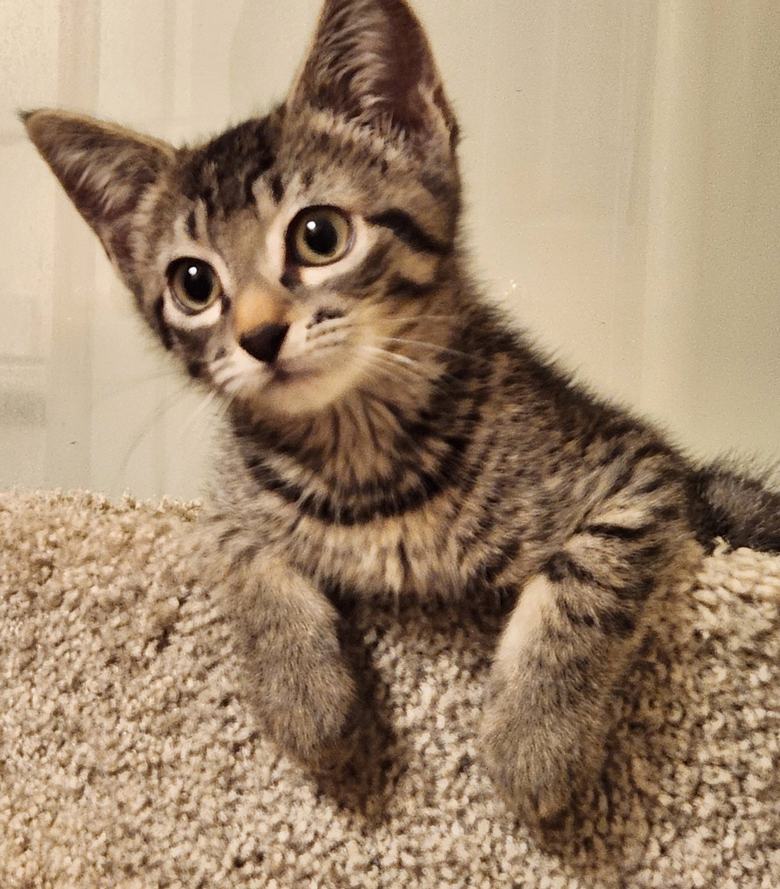 Ziggy