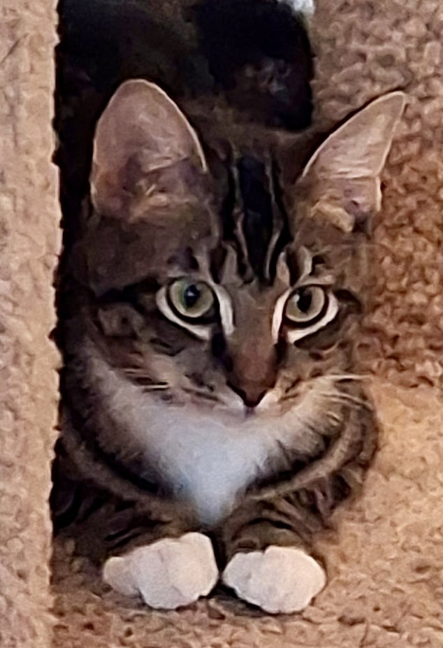 Buddy