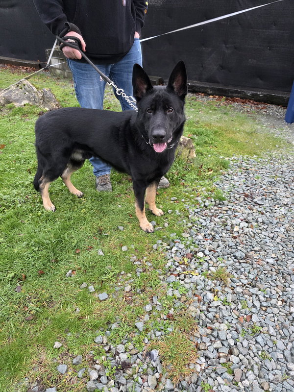 Odin