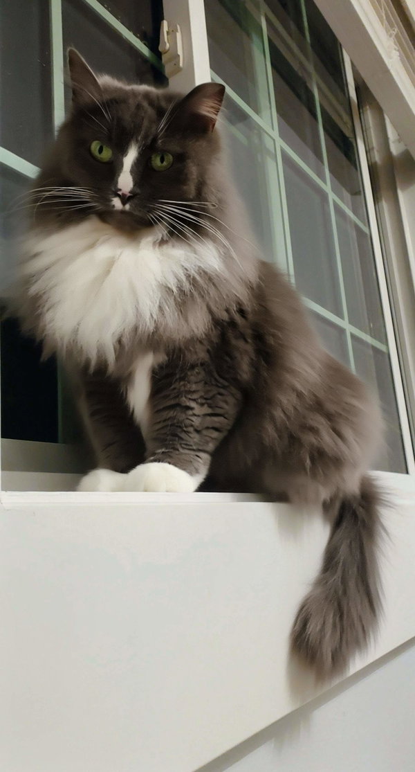 Missy