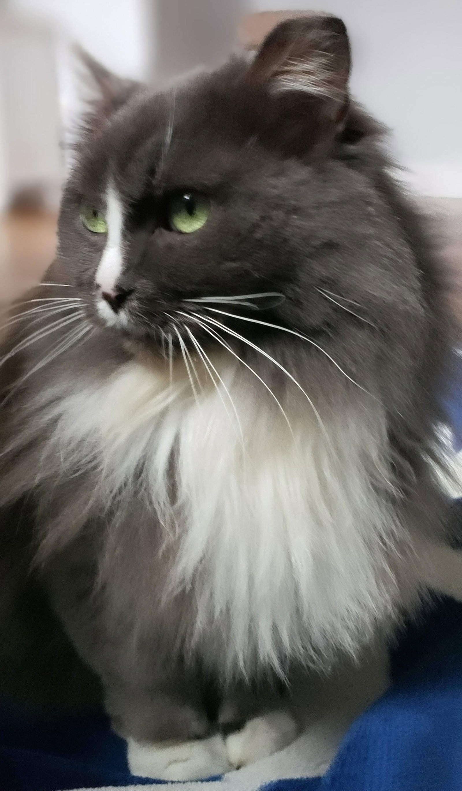 Missy