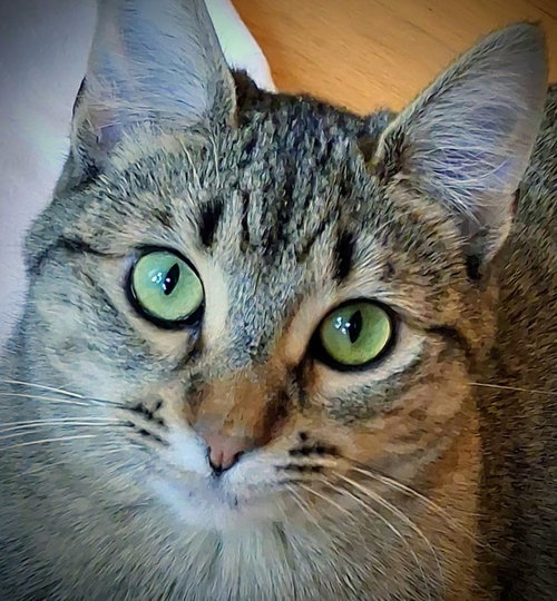 Photo of Leoni