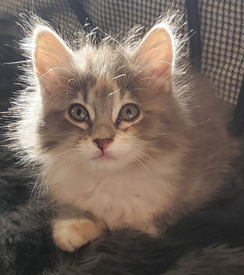 Saoirse, an adoptable Dilute Tortoiseshell in Bow, WA