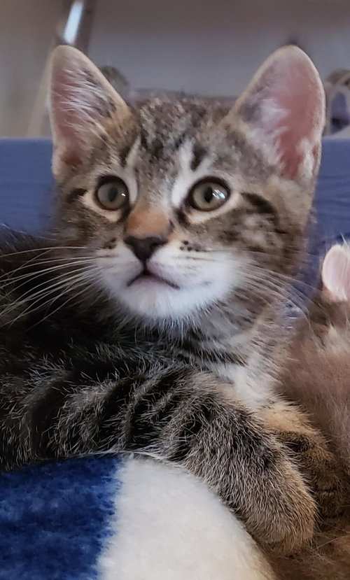 Cillian, an adoptable Tabby in Bow, WA