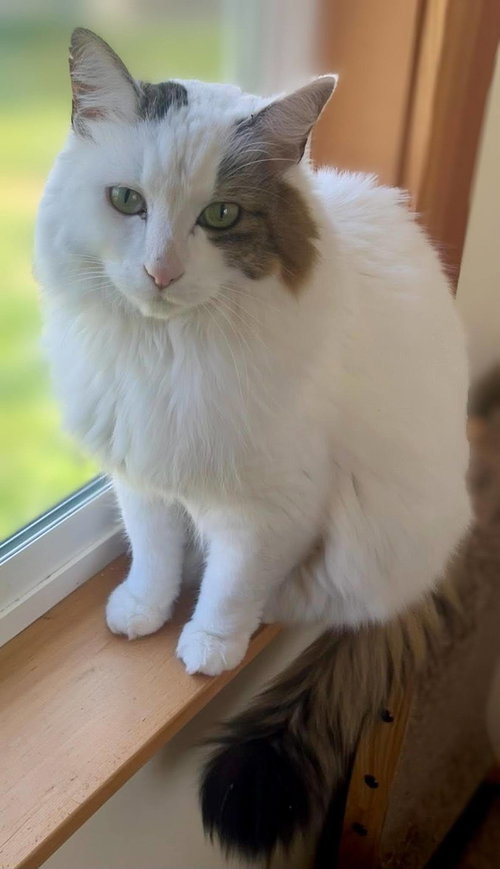 Gus, an adoptable Maine Coon in Bow, WA