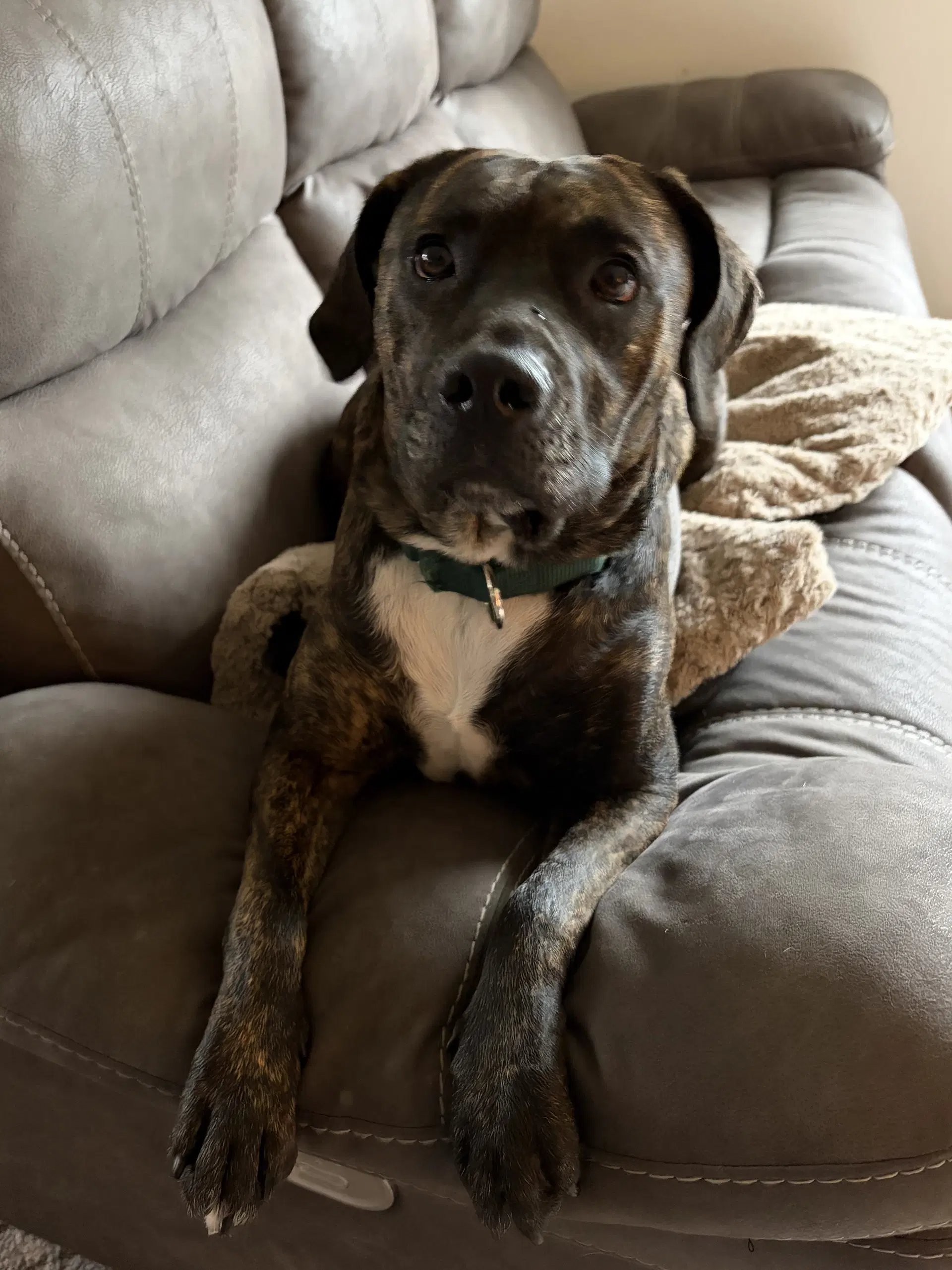 Frankie - Pit Bull Terrier