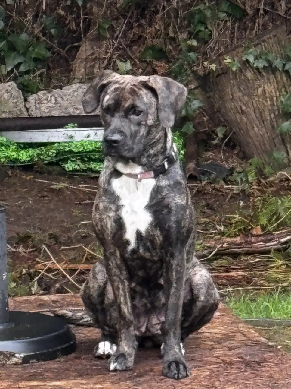 Frankie image 2