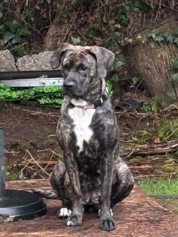 Frankie